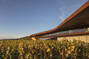 cantina antinori