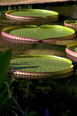 fazenda vargem grande burle marx