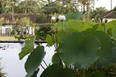 fazenda vargem grande burle marx